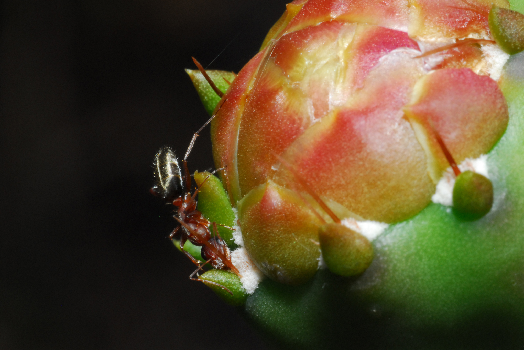 Camponotus crispulus
