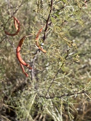 Vachellia vernicosa