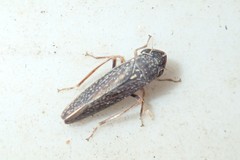 Graphocephala confluens