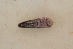 Graphocephala confluens
