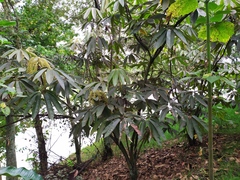 Sciodaphyllum bogotense