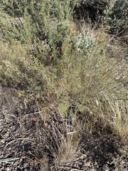 Vachellia vernicosa