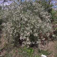 Aloysia pulchra