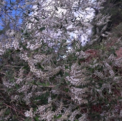 Aloysia pulchra