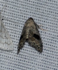 Abablemma duomaculata