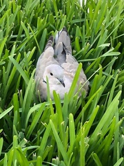 Streptopelia decaocto