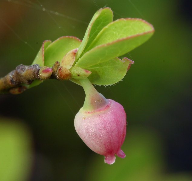 Bilberries