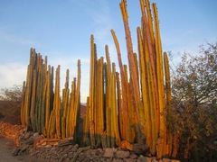 Lophocereus marginatus
