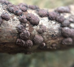 Hypoxylon perforatum