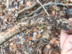 Hypoxylon perforatum