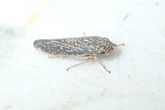 Graphocephala confluens
