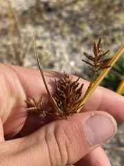 Cyperus grayi