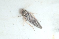 Graphocephala confluens