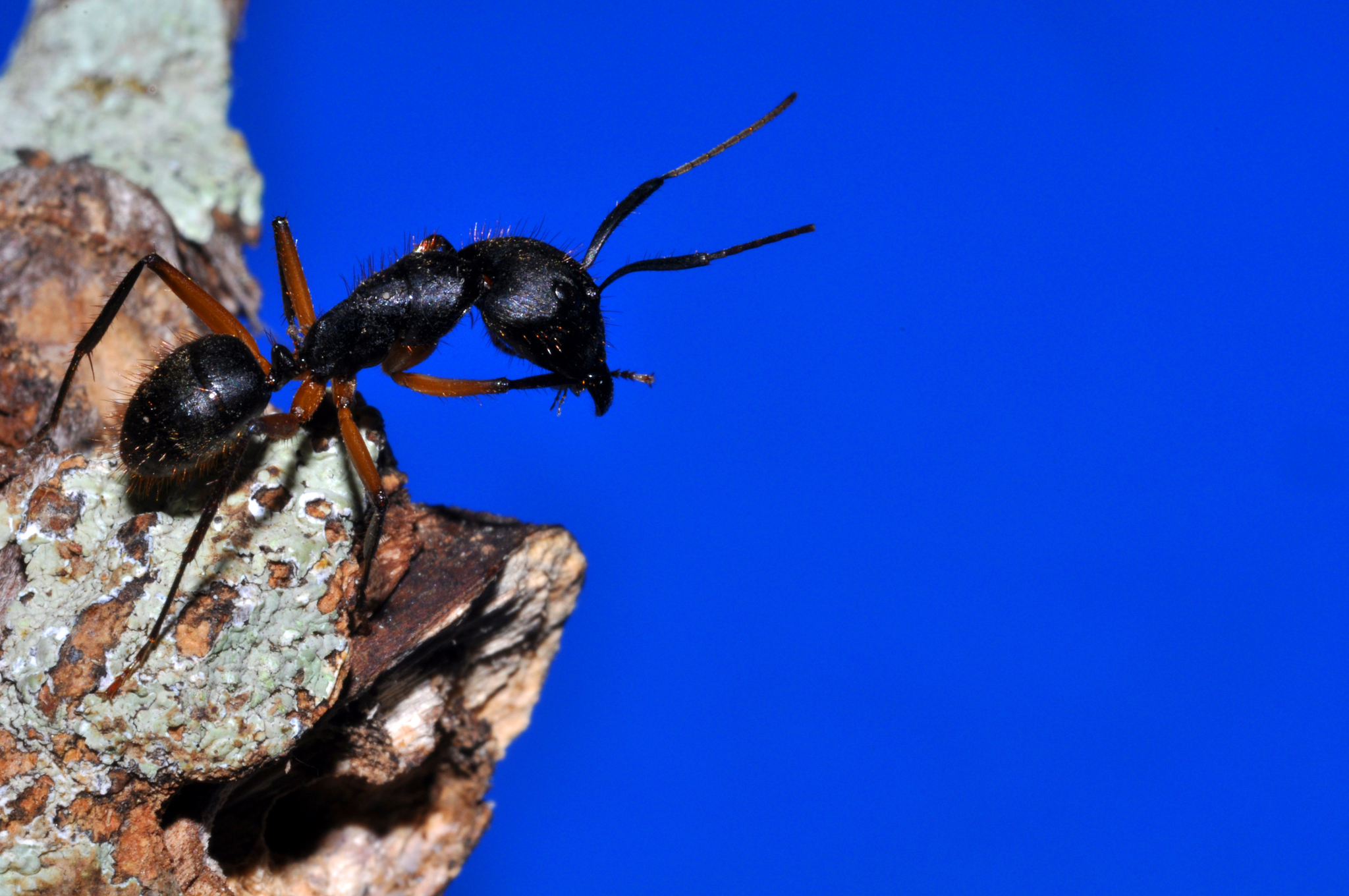 Camponotus rufipes