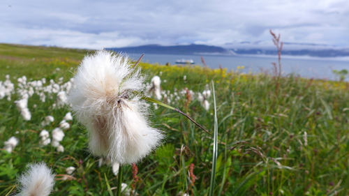 páperník úzkolistý (Eriophorum angustifolium)