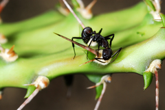 Camponotus leydigi