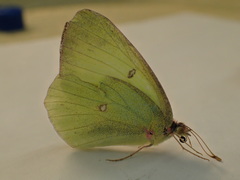 Colias interior image