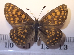 Melitaea aurelia