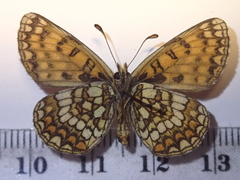 Melitaea aurelia
