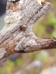 Euconulus