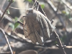 Compsoptera opacaria