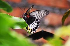 Papilio memnon agenor