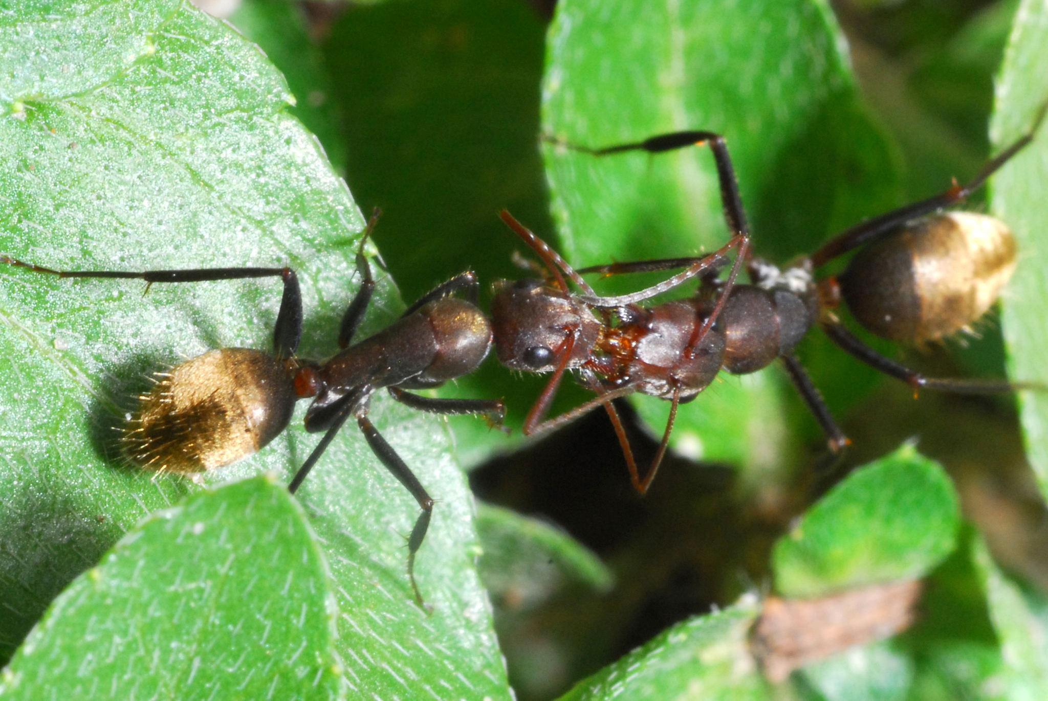 Myrmaphaenus