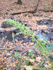 Actaea podocarpa