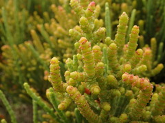 Arthrocaulon macrostachyum