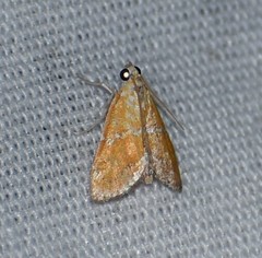 Xanthophysa psychicalis