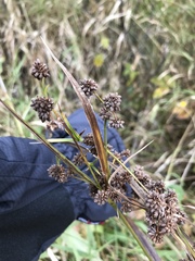 Scirpus pallidus