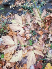 Actaea podocarpa