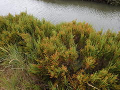 Arthrocaulon macrostachyum