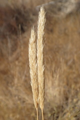 Gastridium phleoides