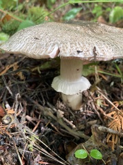 Agaricus moelleri