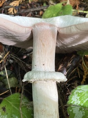 Agaricus moelleri
