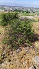 Colliguaja odorifera