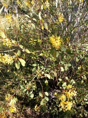 Galphimia glauca