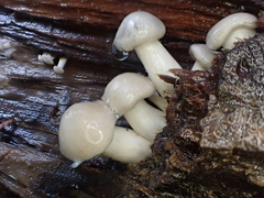 Clitocybula abundans