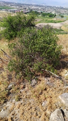 Colliguaja odorifera