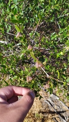 Colliguaja odorifera