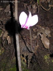 Cyclamen hederifolium