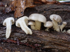 Clitocybula abundans