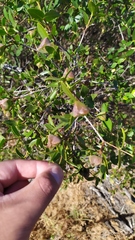 Colliguaja odorifera