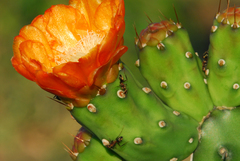 Camponotus crispulus