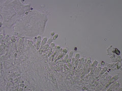 Clitocybula abundans