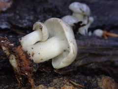 Clitocybula abundans