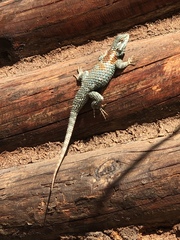 Sceloporus torquatus binocularis