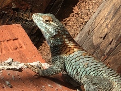 Sceloporus torquatus binocularis