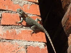 Sceloporus torquatus binocularis